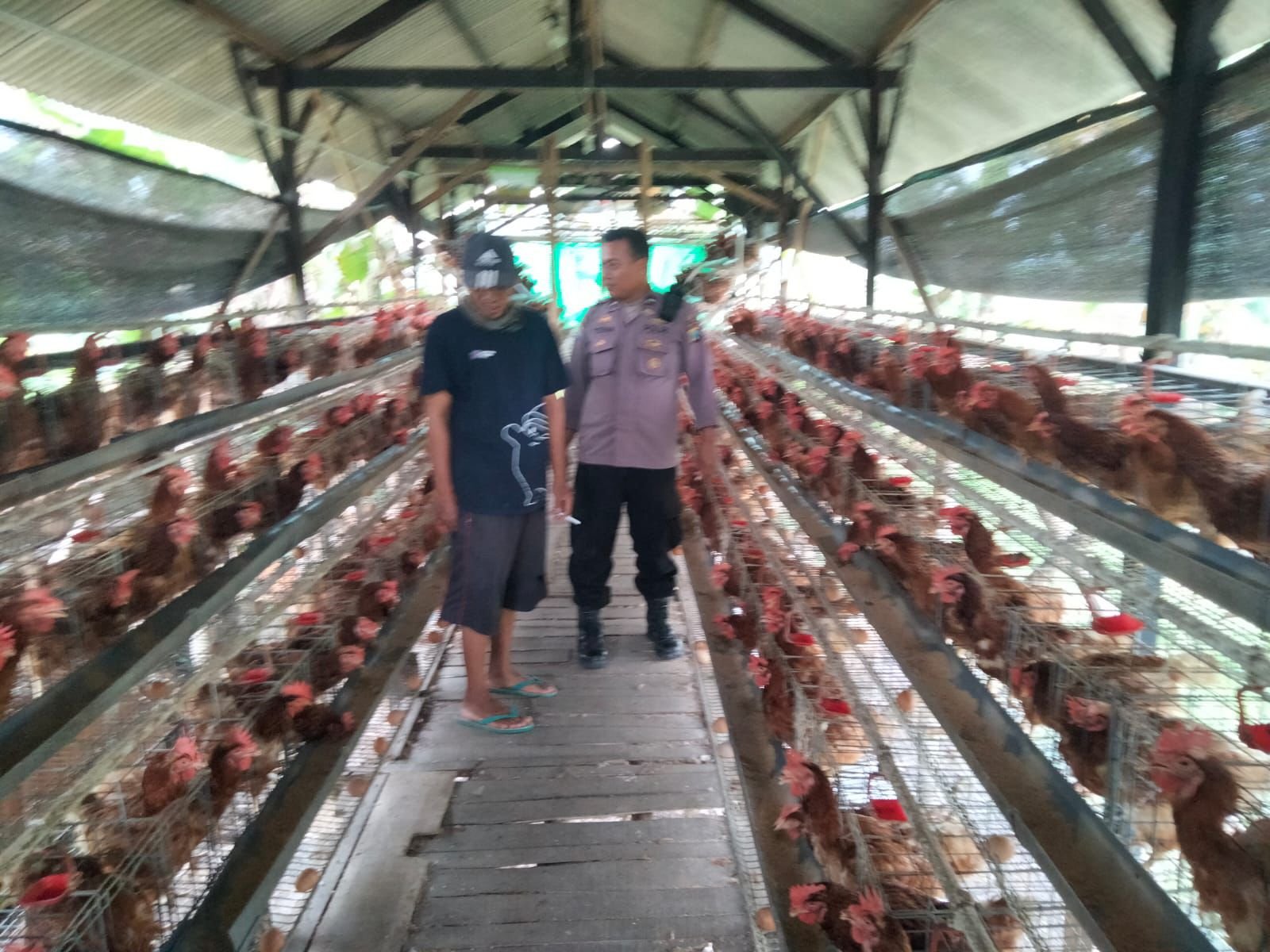 Bhabinkamtibmas Polsek Balongpanggang Ikut Berperan Dalam Pengecekan Ternak Ayam Petelur di Desa Dapet.