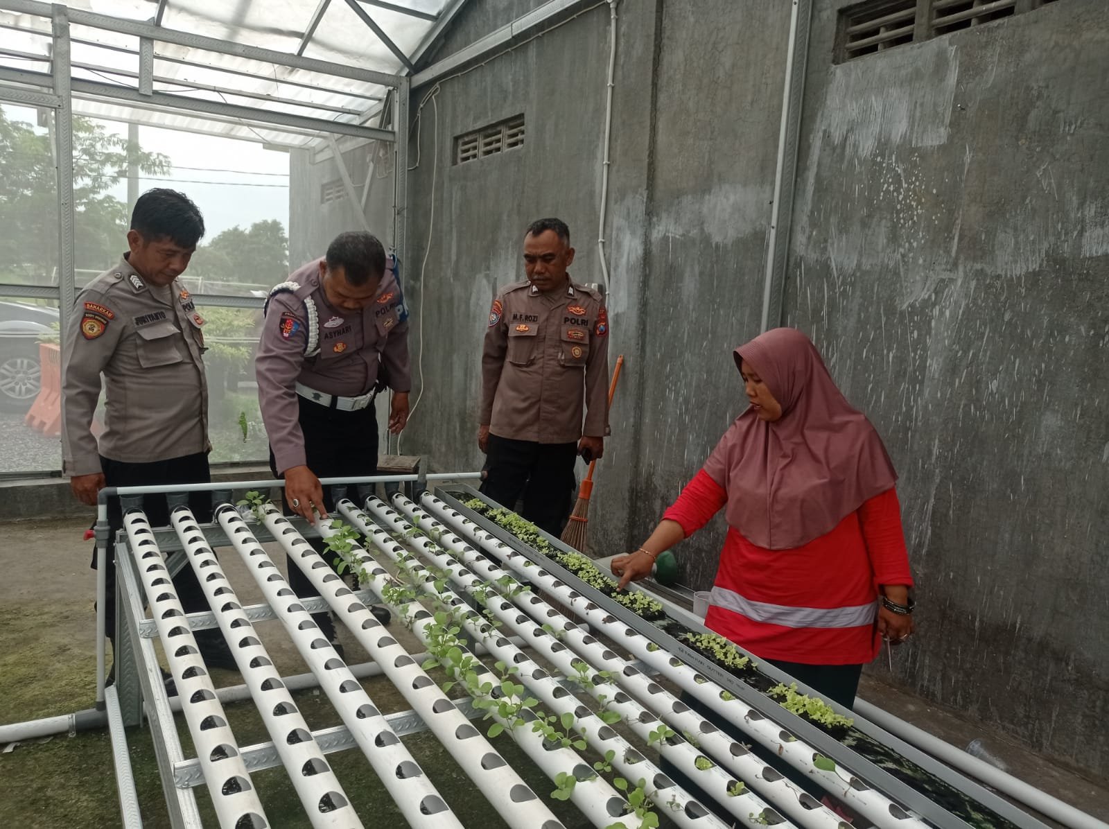 Kanit Binmas Polsek Manyar Ikut Berperan dalam budidaya tanaman sawi di Desa Sukorejo.