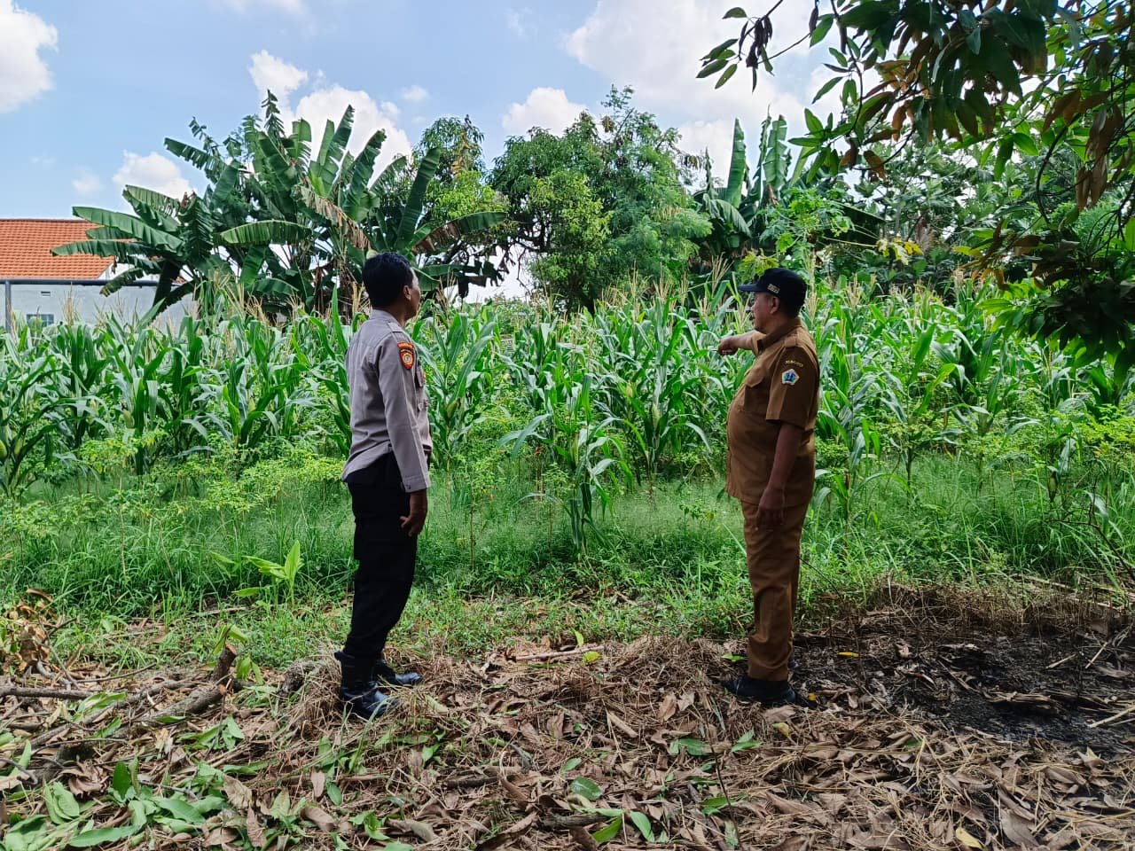 Bhabinkamtibmas Polsek Driyorejo  Dukung Ketahanan Pangan Lewat Pendampingan Petani Jagung di Desa Tenaru