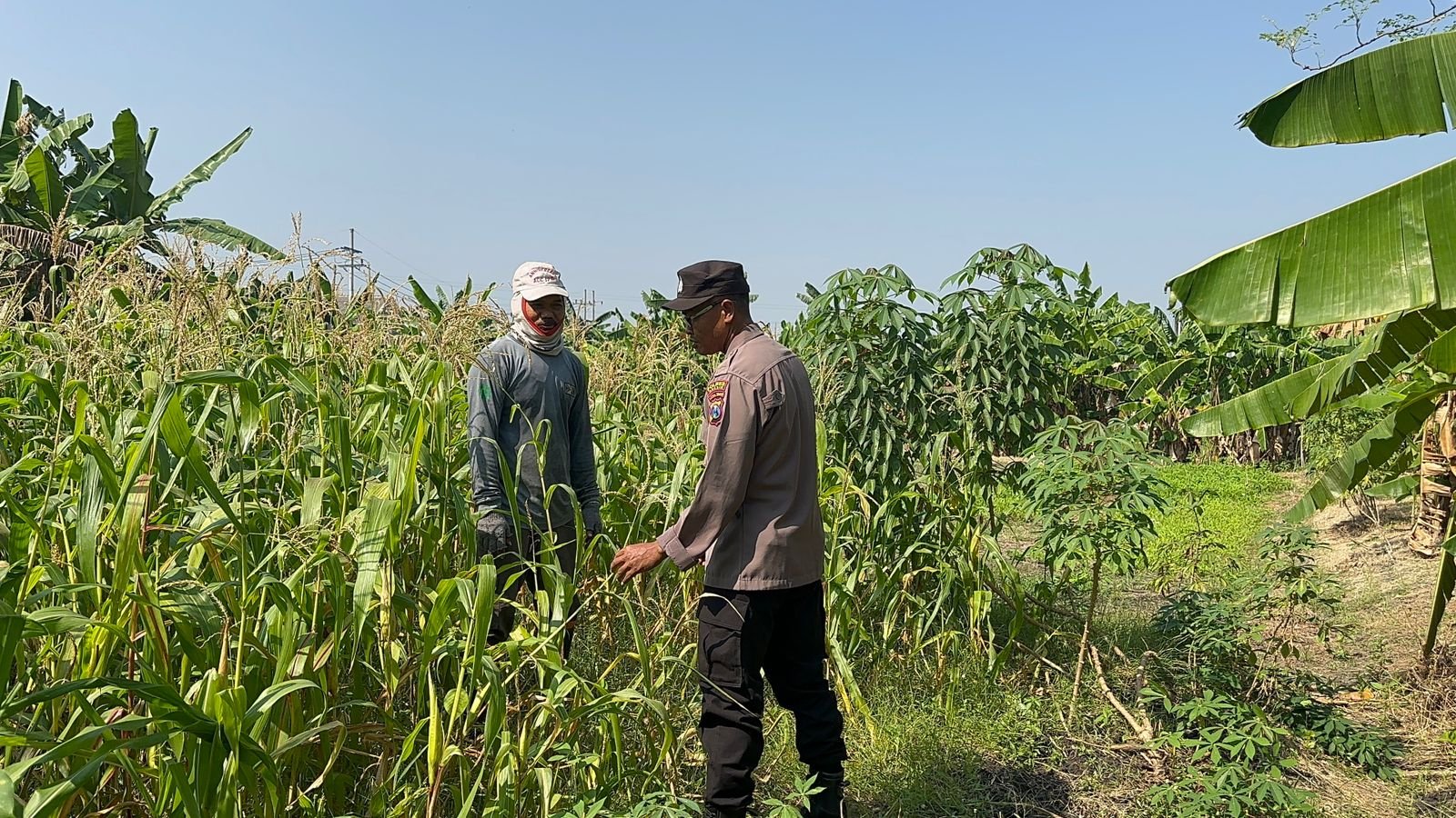 Polsek Kebomas bersinergi dengan Petani, Perkuat Swasembada Pangan di Gresik