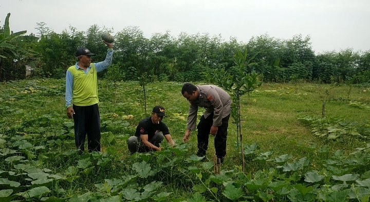 Polsek Dukun Aktif Dampingi Petani, Monitoring Tanaman Labu untuk Dukung Ketahanan Pangan Nasional