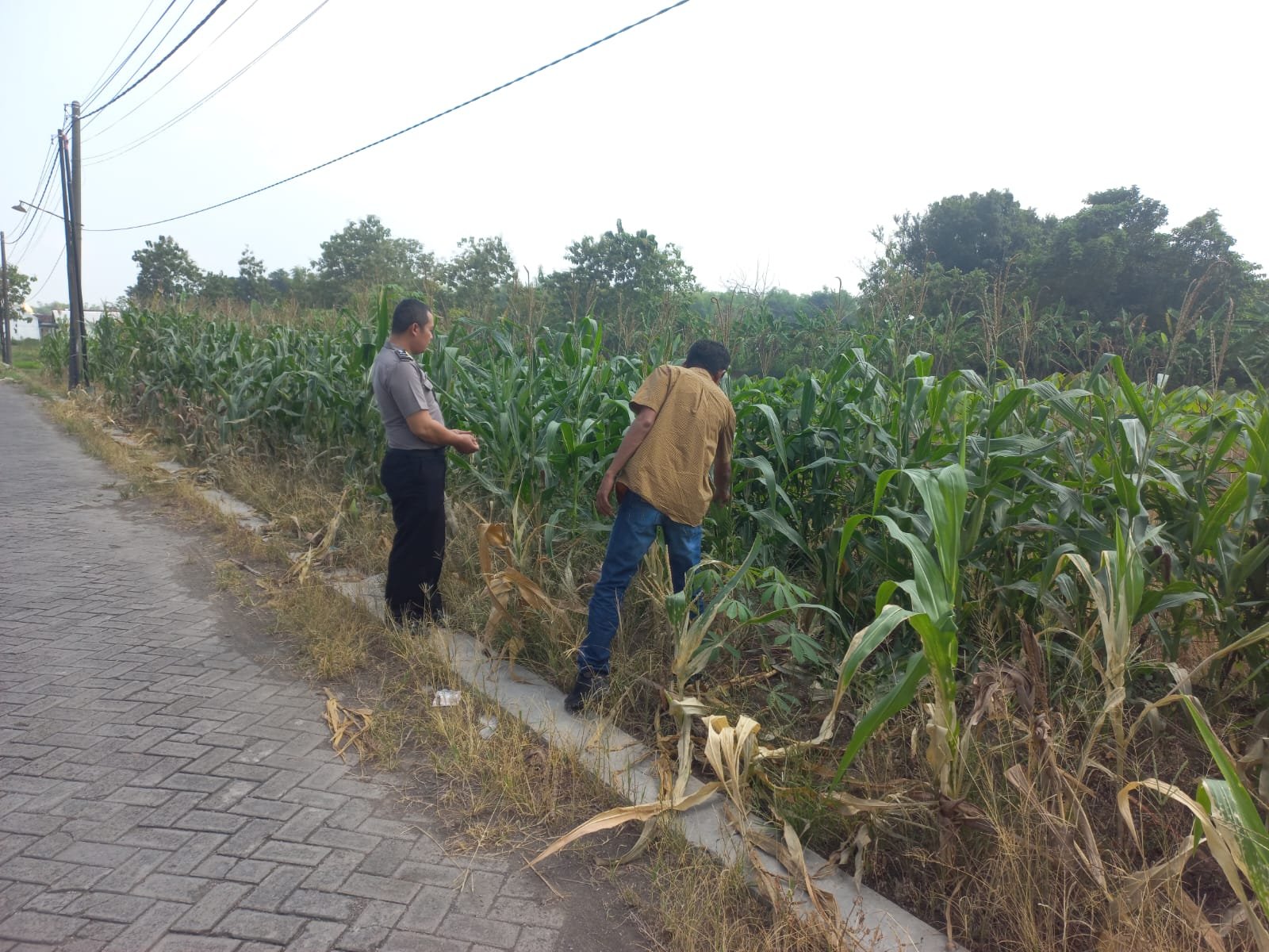 Polsek Cerme Intensifkan Monitoring Tanaman di Desa Morowudi untuk Mendukung Ketahanan Pangan Nasional