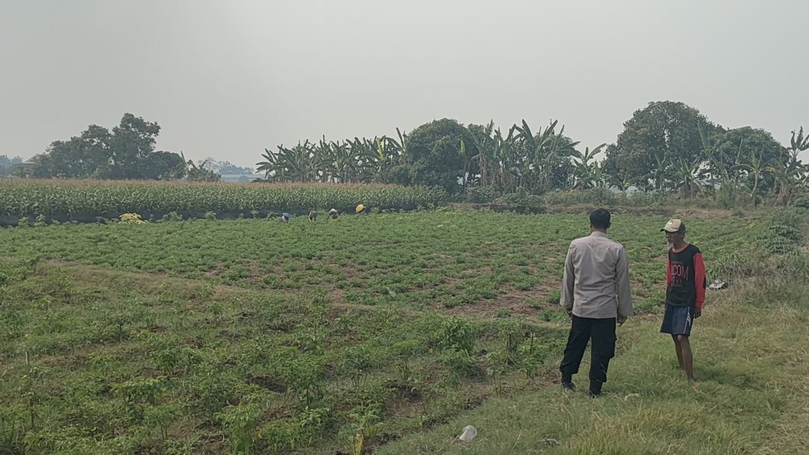 Sinergi Polsek Sidayu dan Petani Wadeng, Optimalkan Produksi Cabai Demi Ketahanan Pangan