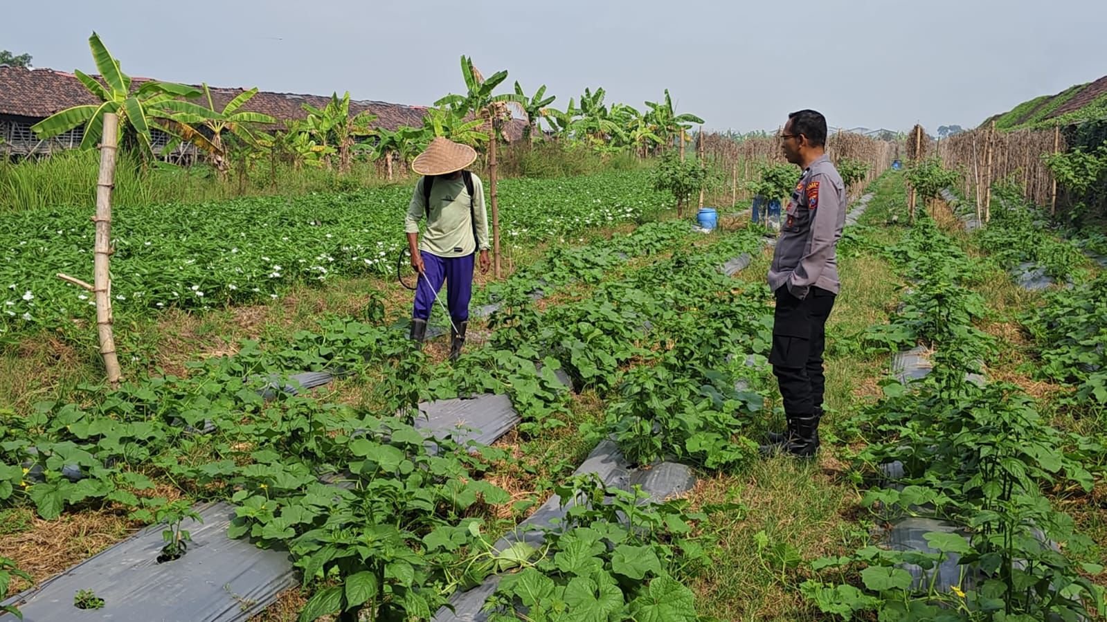 Sokong Ketahanan Pangan, Cara Polsek Wringinanom Jaga Produktivitas Petani Sumberwaru