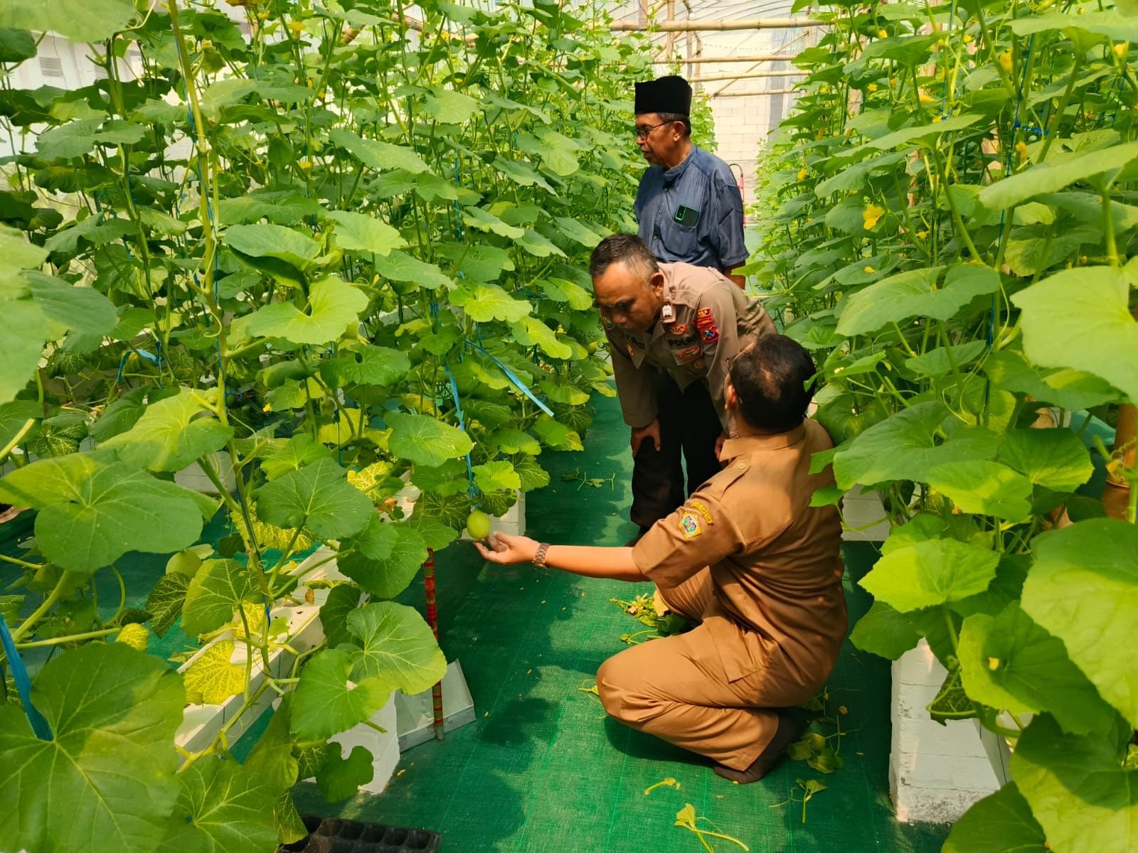 Dukung Program Nasional, Polsek Manyar Terjun Langsung Pantau Budidaya Melon di Gresik