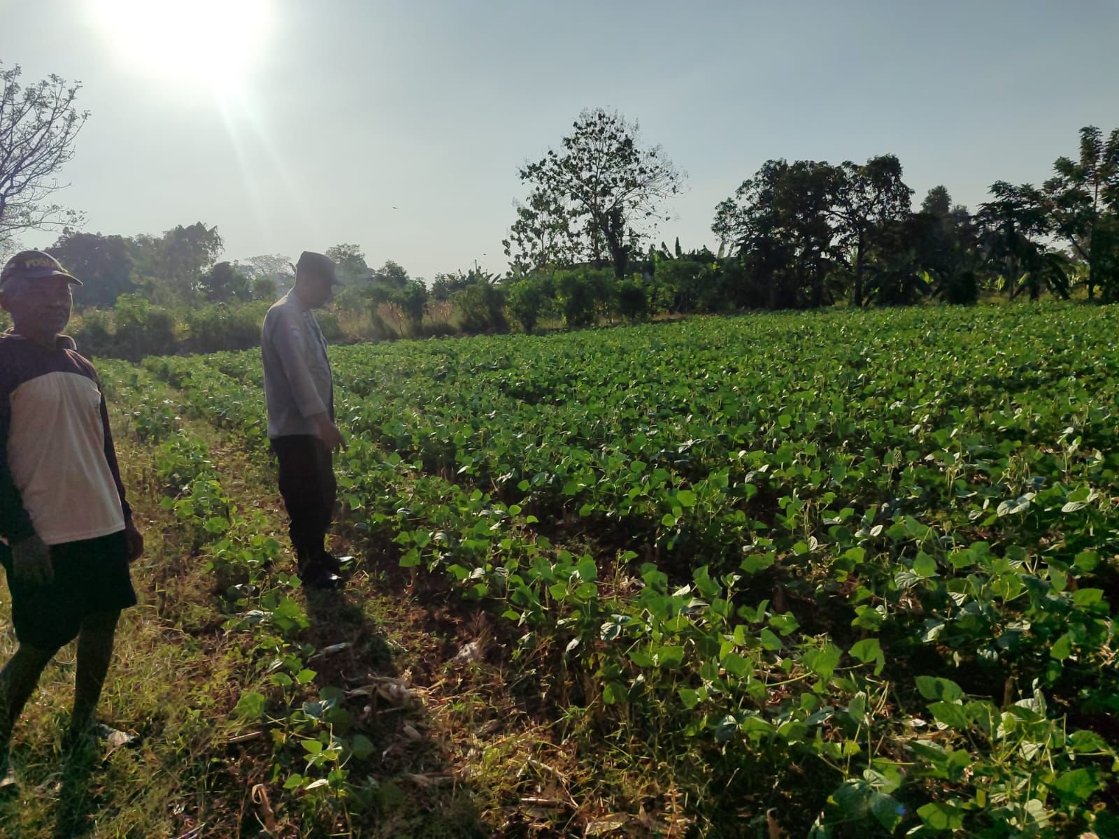 Polsek Bungah Perkuat Ketahanan Pangan Lewat Pengecekan Lahan Kacang Hijau Milik Petani