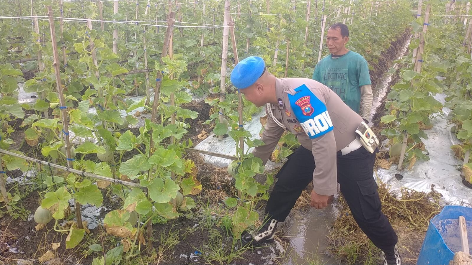 Budidaya Melon di Gresik Dapat Pendampingan Polri, Produktivitas Petani Terus Didorong