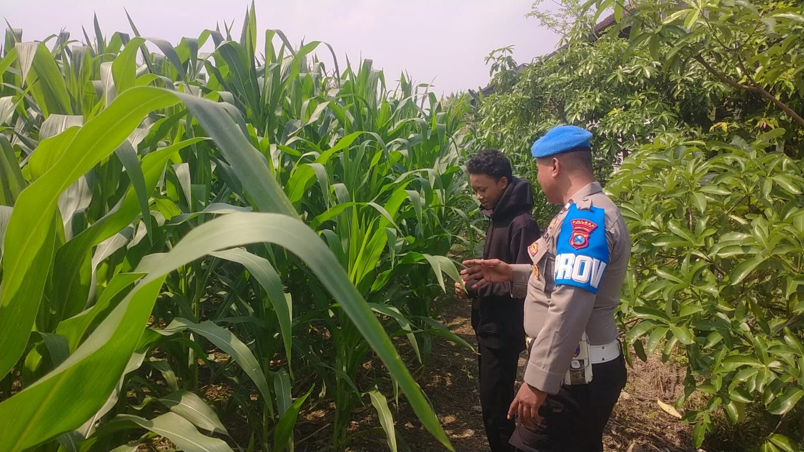 Polsek Balongpanggang Turun ke Lahan Jagung, Perkuat Ketahanan Pangan Nasional