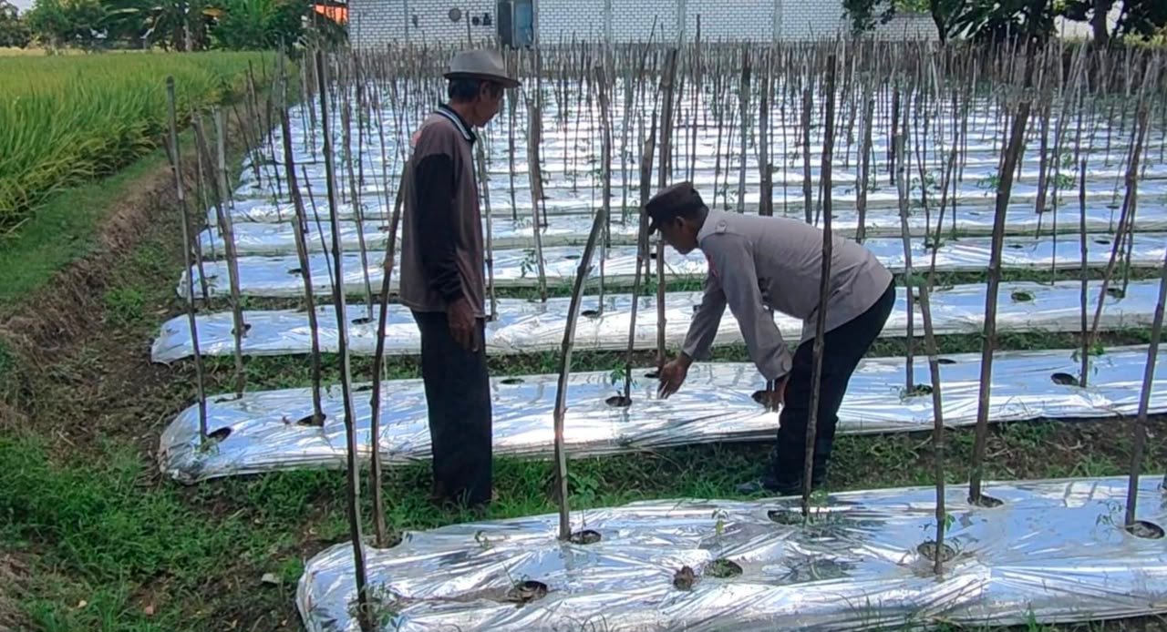 Kawal Ketahanan Pangan, Kapolsek Sidayu Turun Langsung Cek Tanaman Tomat Petani