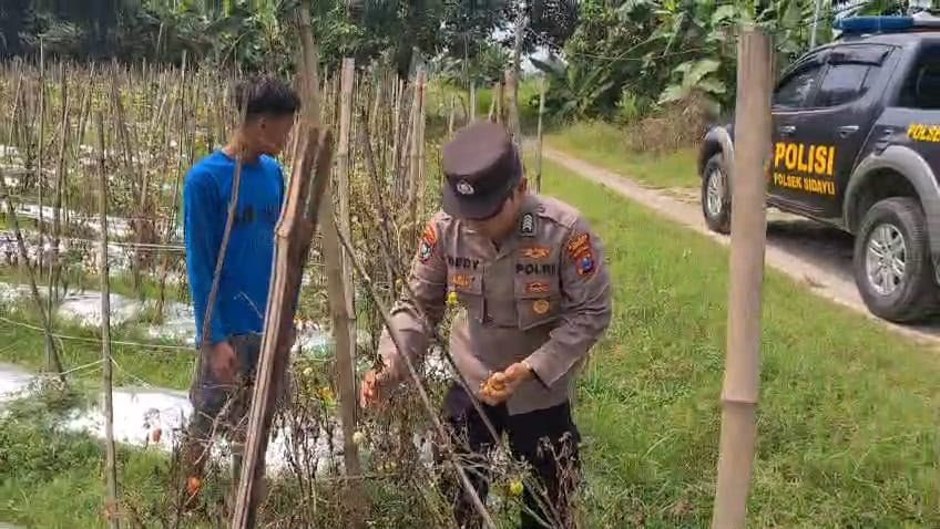 Langkah Konkret Polres Gresik: Kawal Pasokan Pasar Melalui Pendampingan Petani Tomat di Lasem