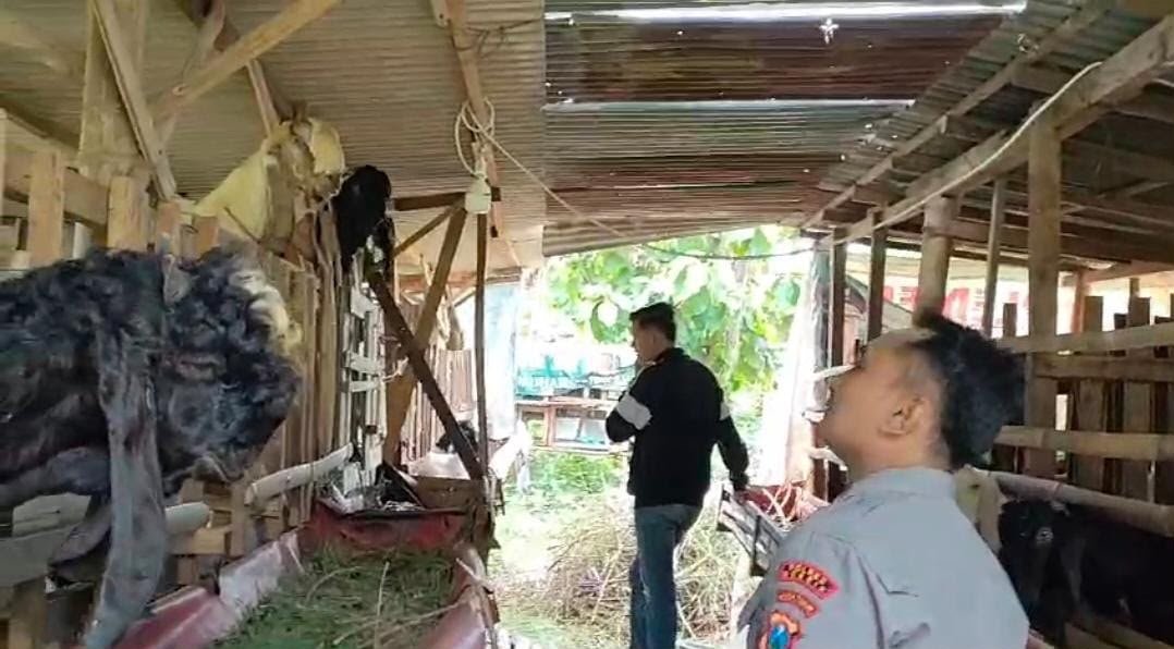 Polsek Benjeng Hadir di Tengah Peternak, Dukung Ketahanan Pangan dan Kesejahteraan Warga