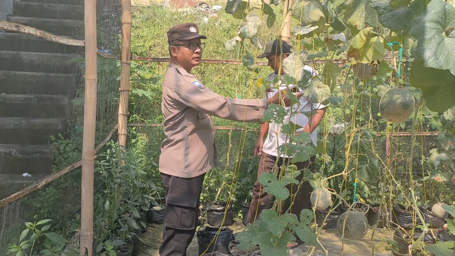 Sinergi Polsek Sidayu dan Petani Sukorejo Pastikan Produktivitas Cabai Optimal