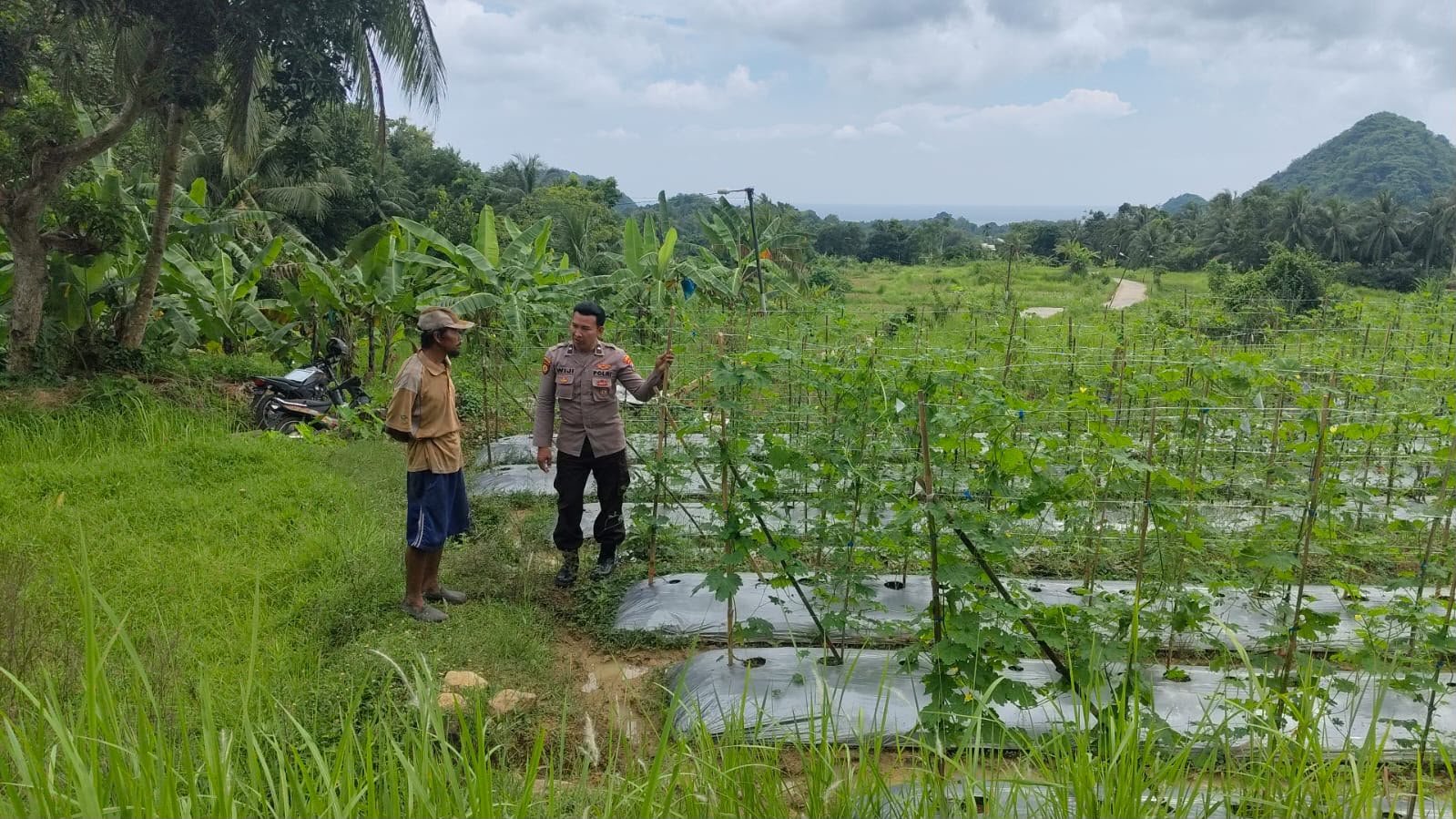 Dukung Program Nasional, Polres Gresik Dorong Produktivitas Petani Pare di Desa Patar Selamat