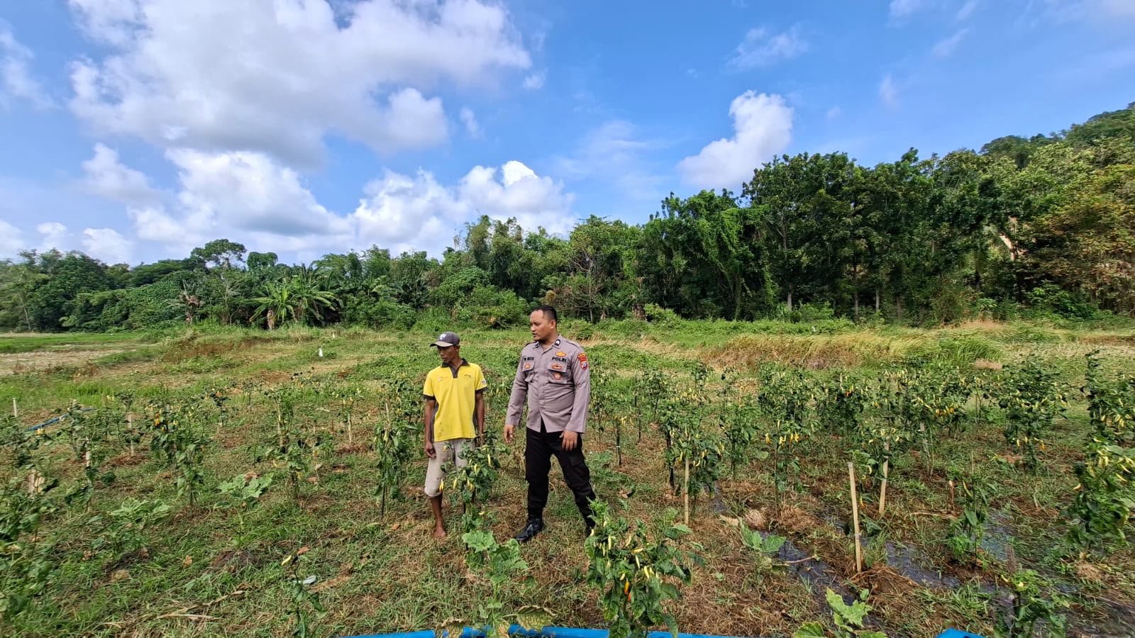 Perkuat Ketahanan Pangan, Kapolsek Sangkapura Monitoring Pertanian Cabai di Bawean