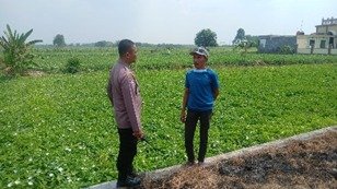 Dukung Program Ketahanan Pangan, Kapolsek Balongpanggang Cek Tanaman Kangkung dan Beri Semangat Petani