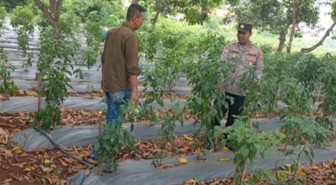 Polres Gresik Kawal Ketahanan Pangan, Lahan Cabai di Sidayu Dipantau Langsung
