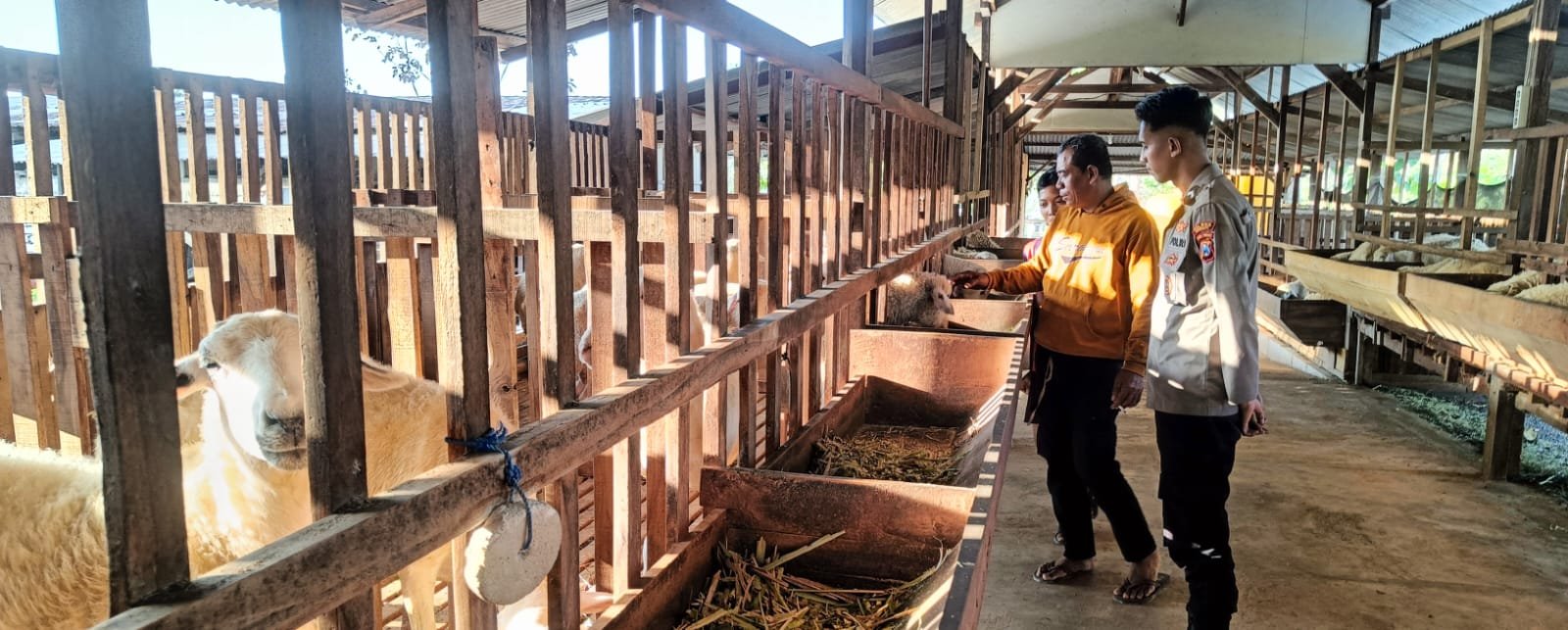 lJaga Ketahanan Pangan, Polsek Panceng Monitoring Peternakan Kambing Milik Warga di Prupuh