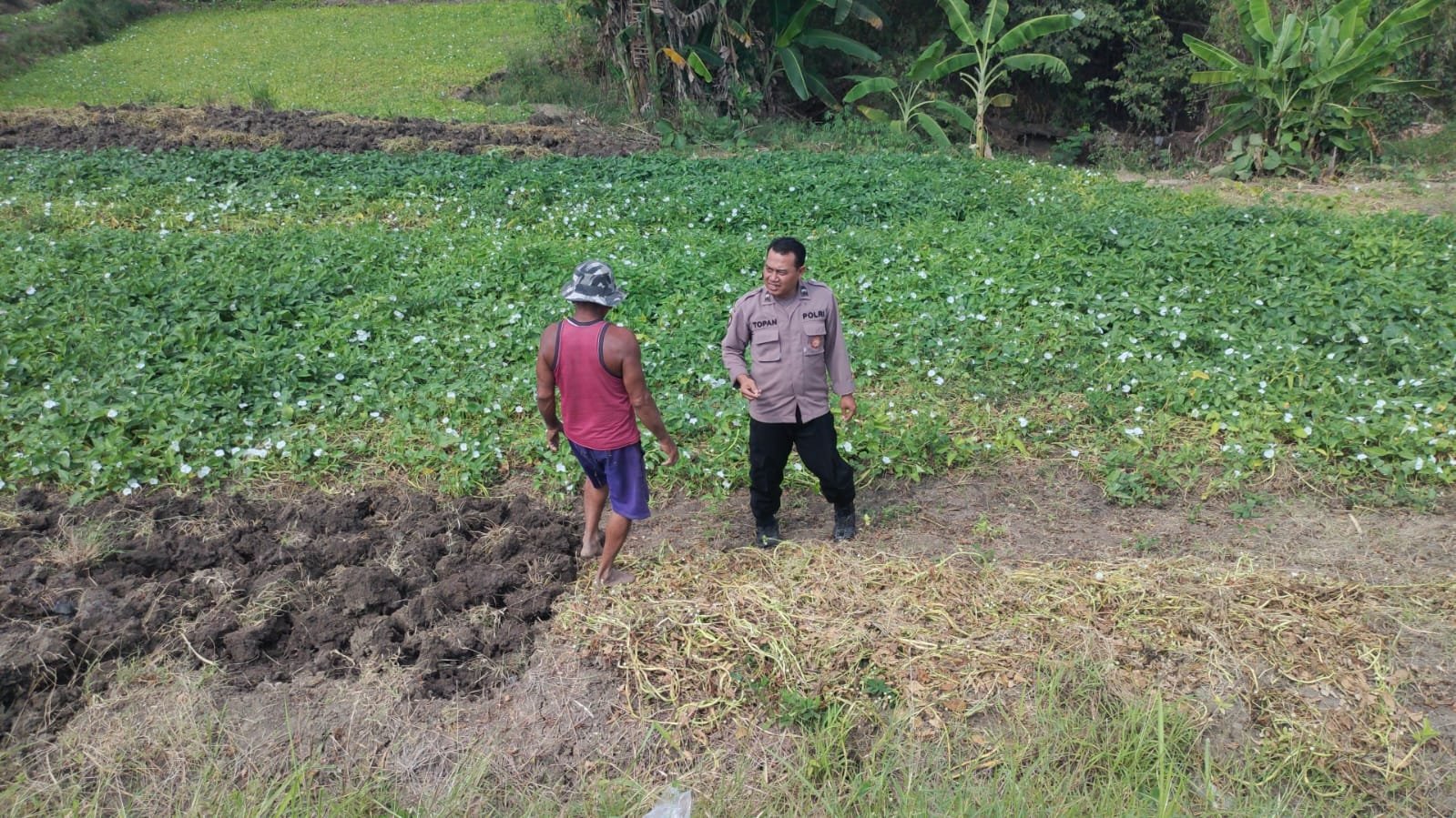 Polsek Balongpanggang Pantau Lahan Kangkung, Perkuat Komitmen Dukung Ketahanan Pangan Nasional