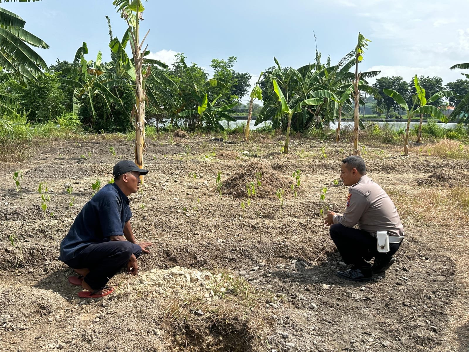 Polsek Kebomas Dampingi Petani Jagung, Wujud Nyata Dukungan Polri terhadap Ketahanan Pangan