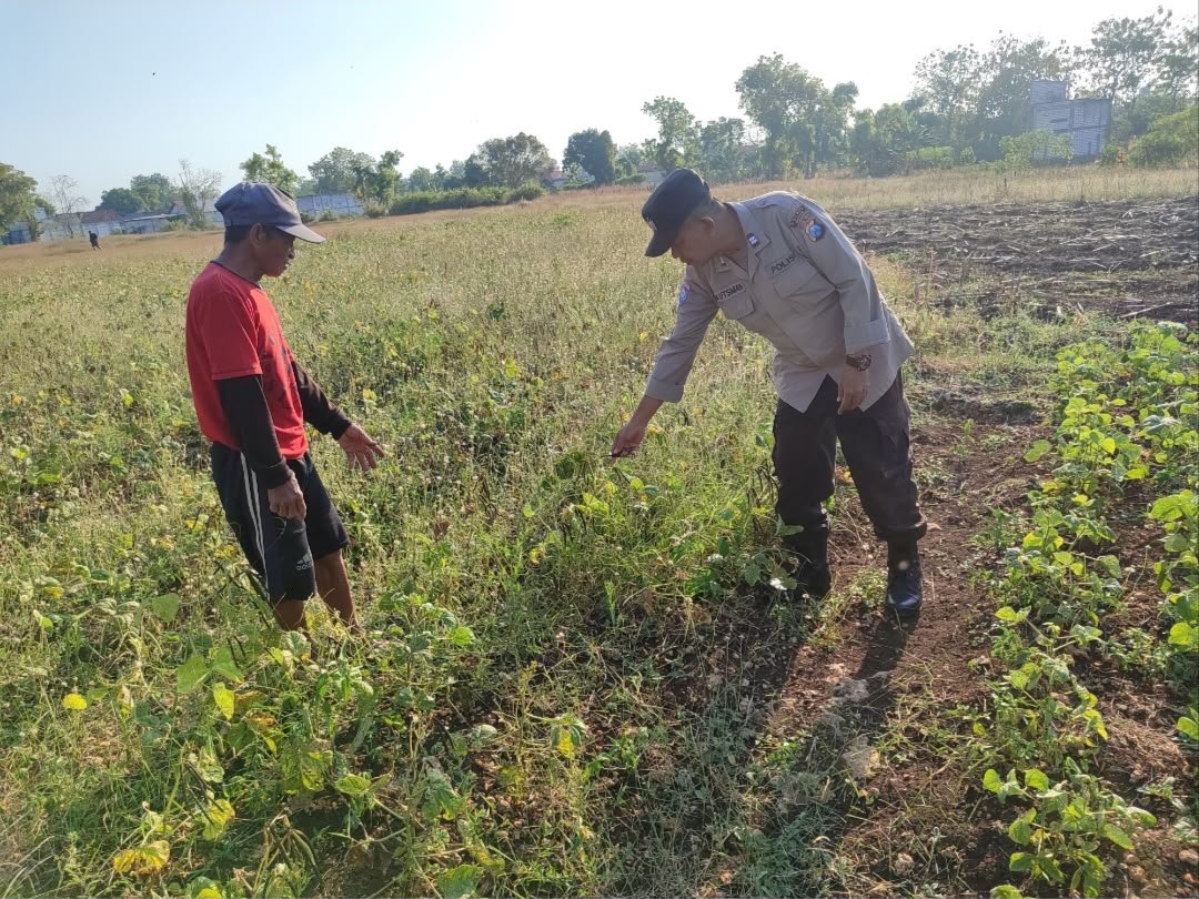 Langkah Nyata Polsek Bungah Dukung Ketahanan Pangan lewat Budidaya Kacang Hijau