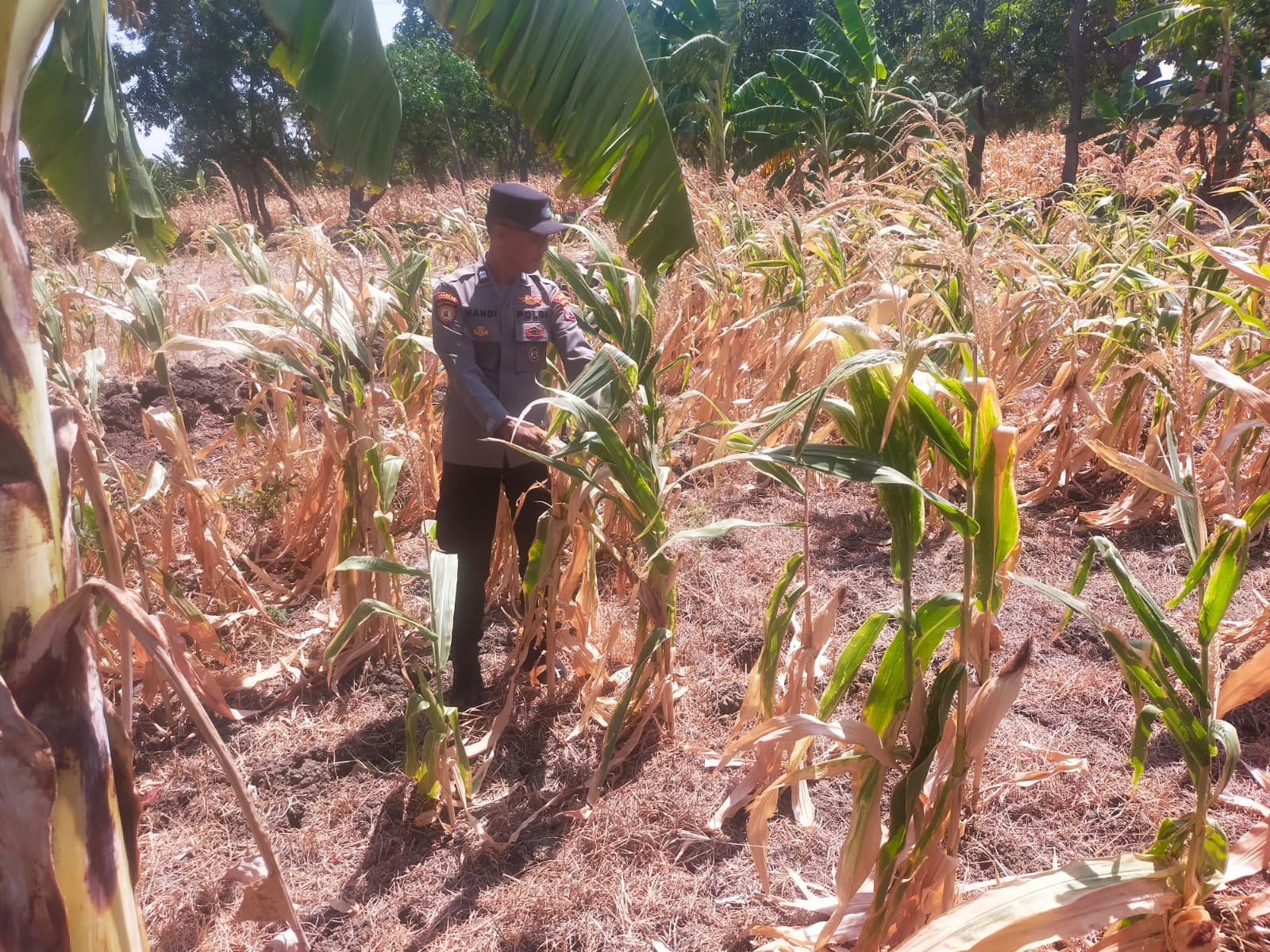 Jaga Produktivitas Pertanian, Polsek Manyar Monitoring Tanaman Jagung di Pongangan