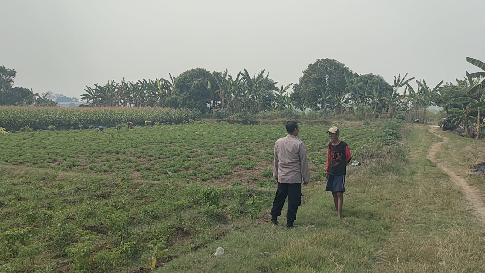 Sinergi Bersama Masyarakat, Polsek Sidayu Cek Budidaya Cabai di Desa Wadeng