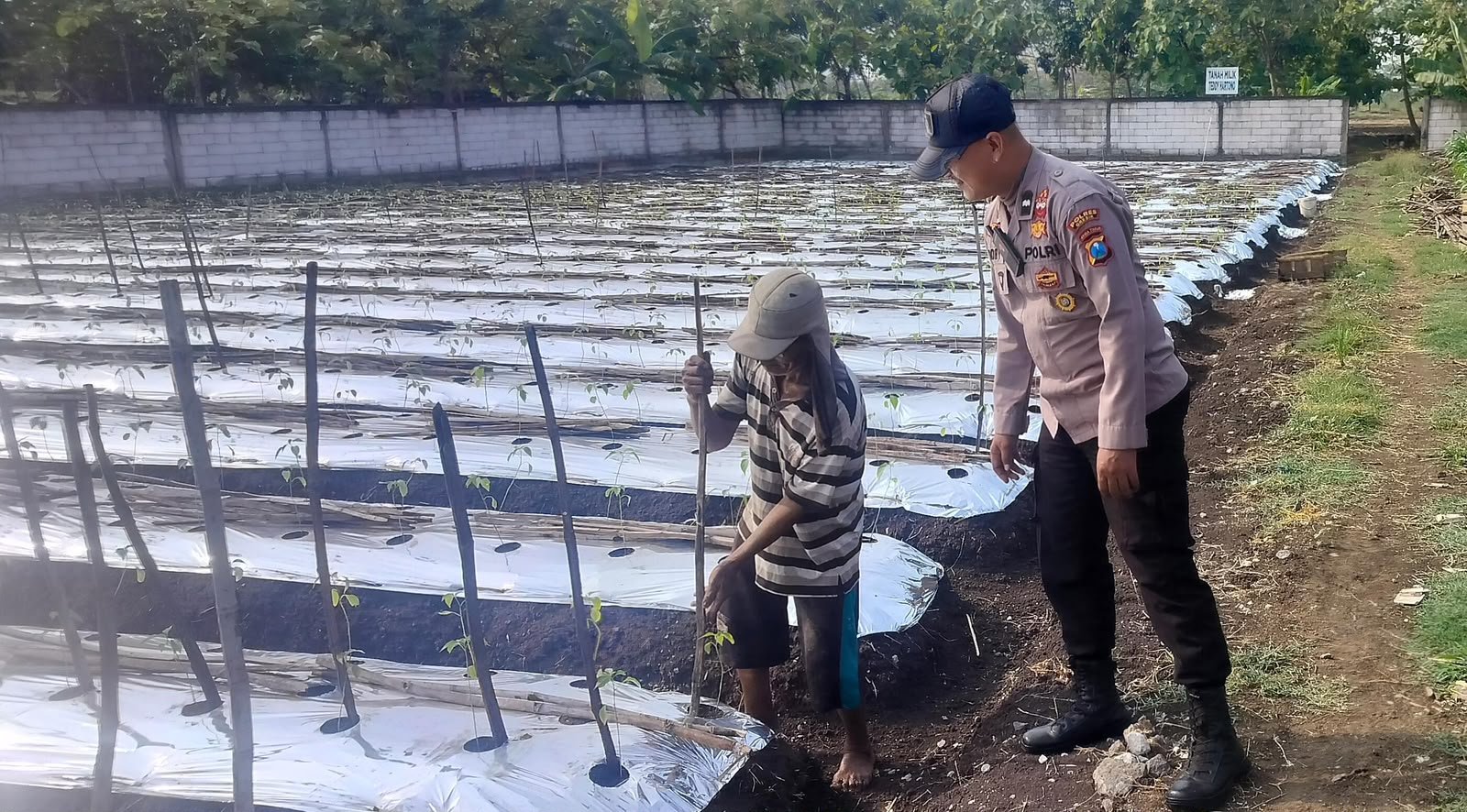 Polsek Menganti Pantau Tanaman Lombok, Wujud Dukungan Polri untuk Ketahanan Pangan