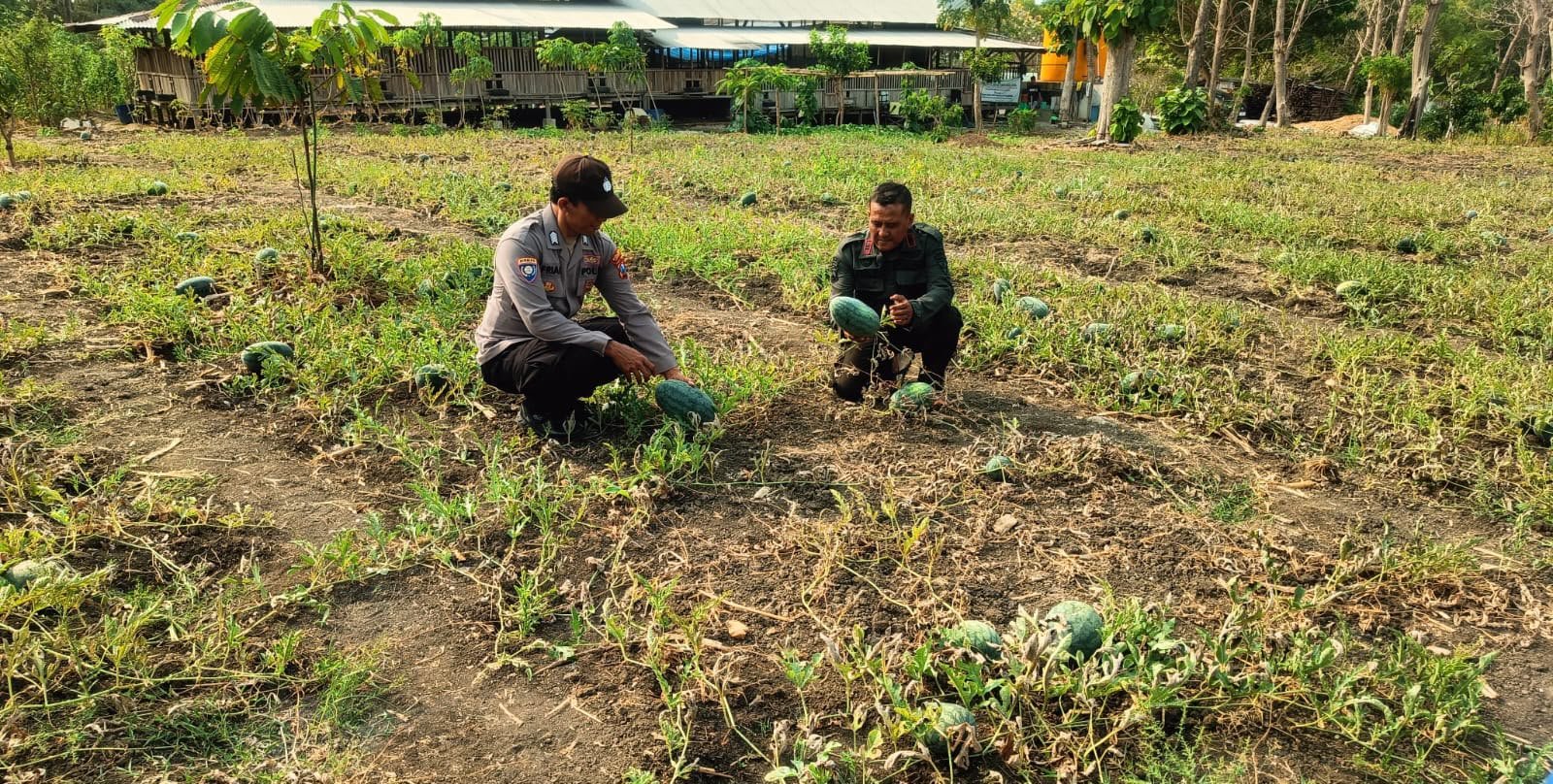 Perkuat Ketahanan Pangan, Polsek Panceng Cek Lahan Semangka Milik LMDH Sumber Lestari