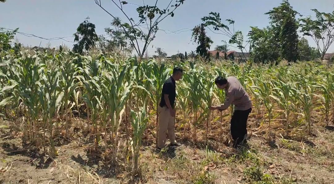 Dukung Swasembada Pangan, Polsek Balongpanggang Pantau Perkembangan Jagung di Kedungpring