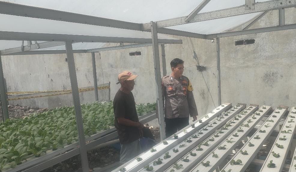 Dukung Program Swasembada Pangan, Polsek Driyorejo Pantau Tanaman Sawi Warga