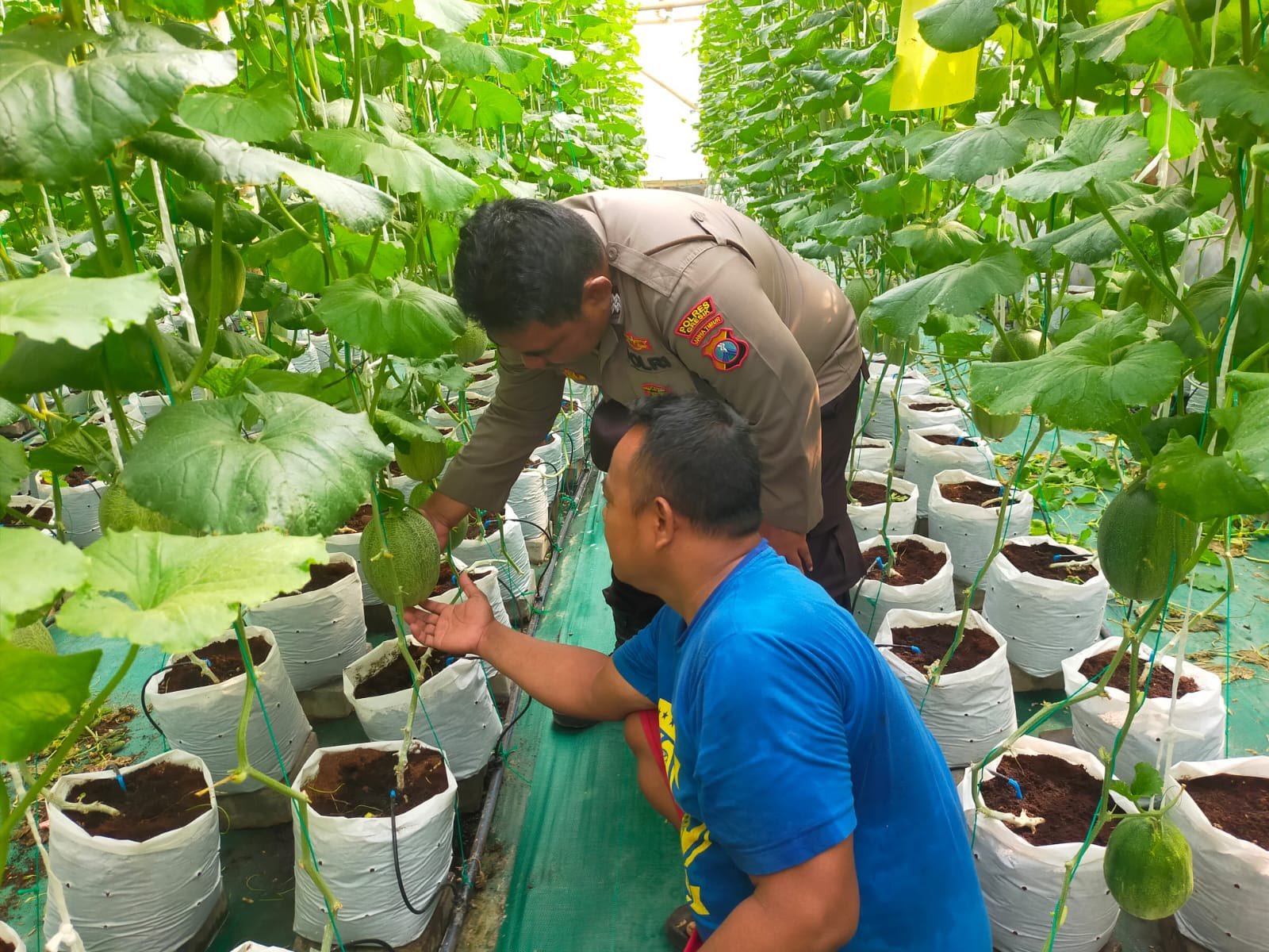 Polsek Manyar Bersinergi dengan Petani, Wujudkan Ketahanan Pangan Lewat Budidaya Melon