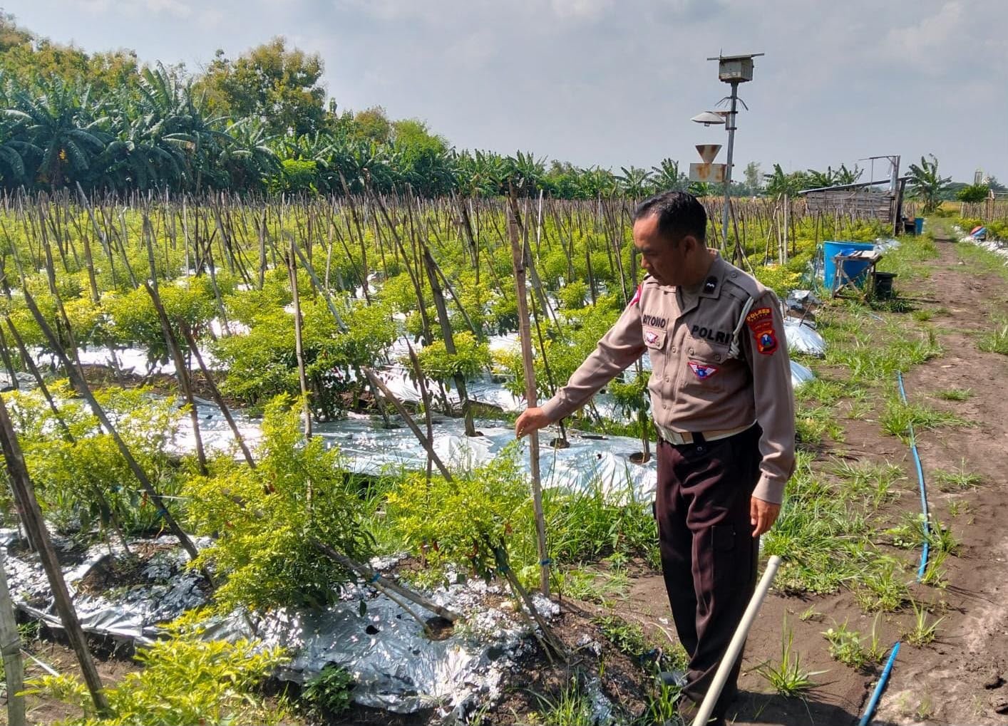 Polsek Kawasan Pelabuhan Pantau Budidaya Ikan Konsumsi, Dukung Ketahanan Pangan Nasional