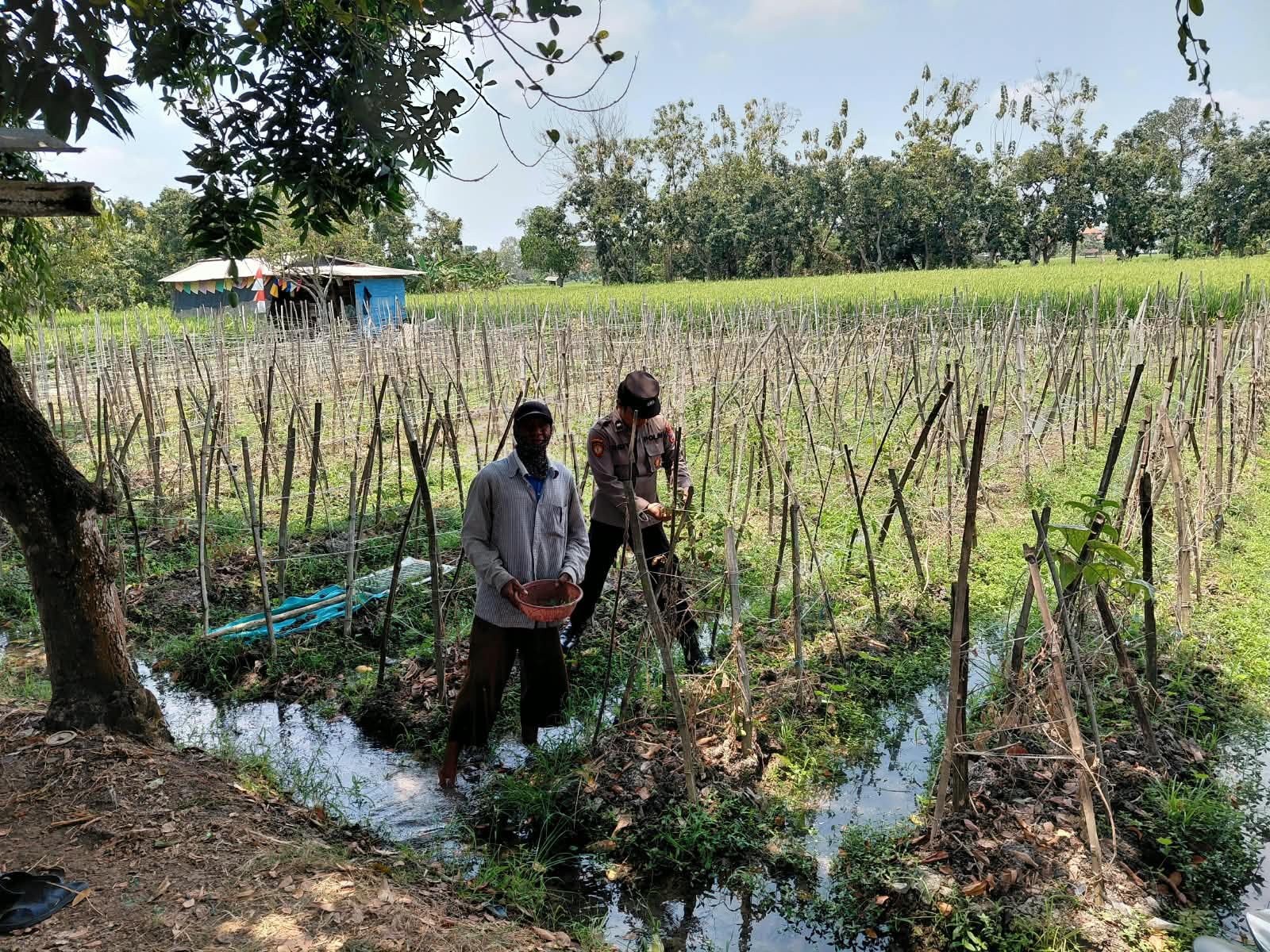 Polsek Sidayu Pantau Tanaman Melon di Desa Lasem, Dukung Ketahanan Pangan Nasional