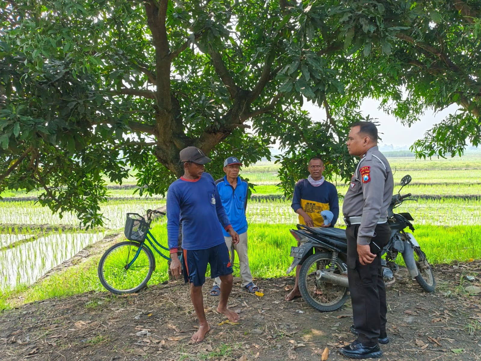 Polres Gresik Dorong Swasembada Pangan melalui Pemantauan Tanaman Padi di Wringinanom