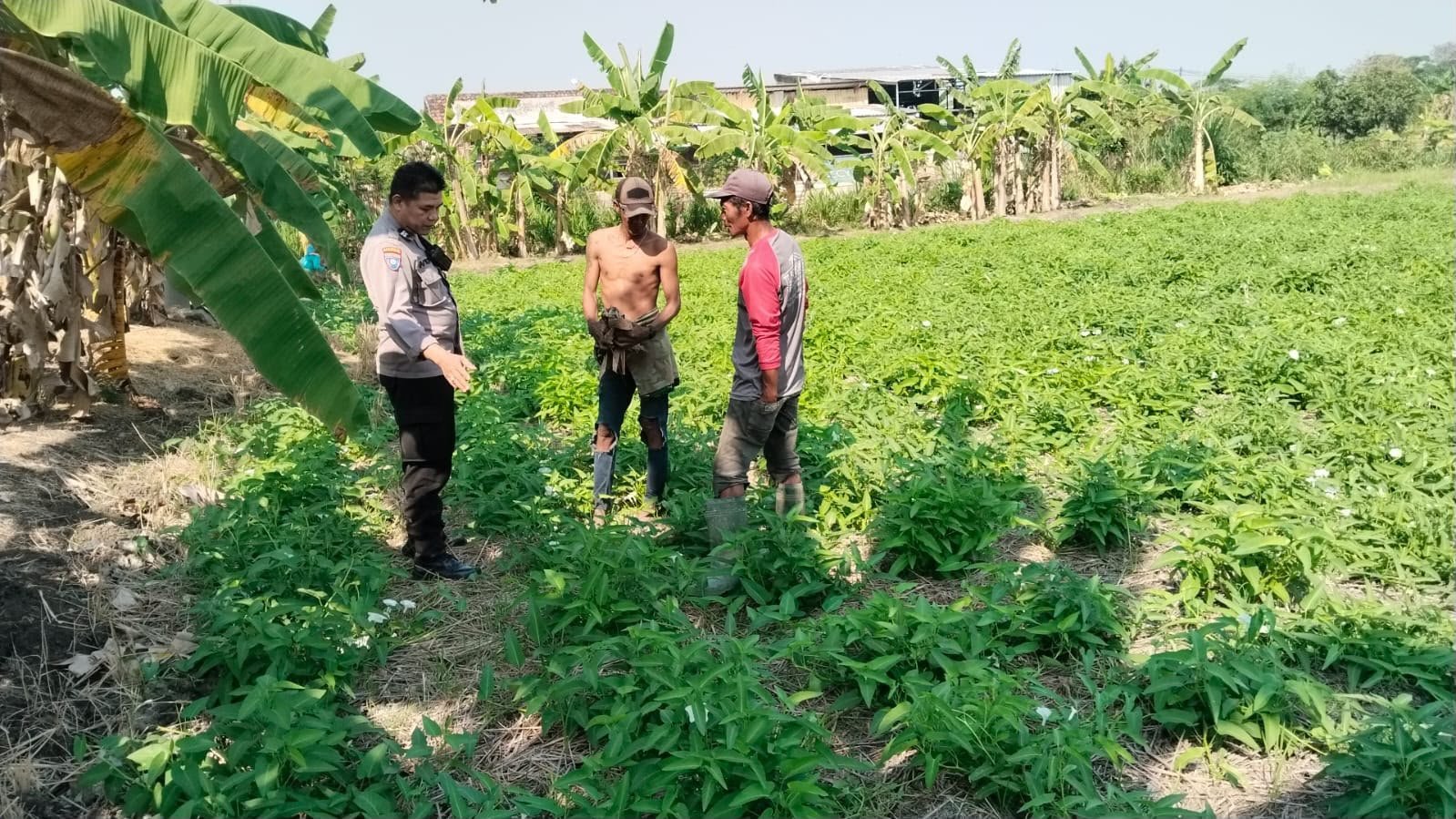 Polsek Benjeng Cek Tanaman Kangkung di Kalipadang, Dukung Ketahanan Pangan Nasional