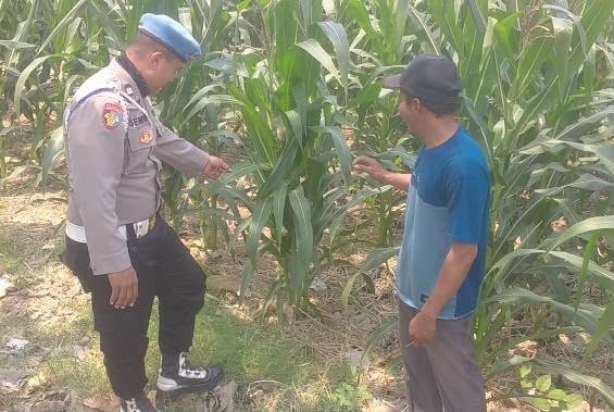 Sinergi Polri dan Petani, Polsek Balongpanggang Dorong Hasil Panen Jagung Lebih Optimal