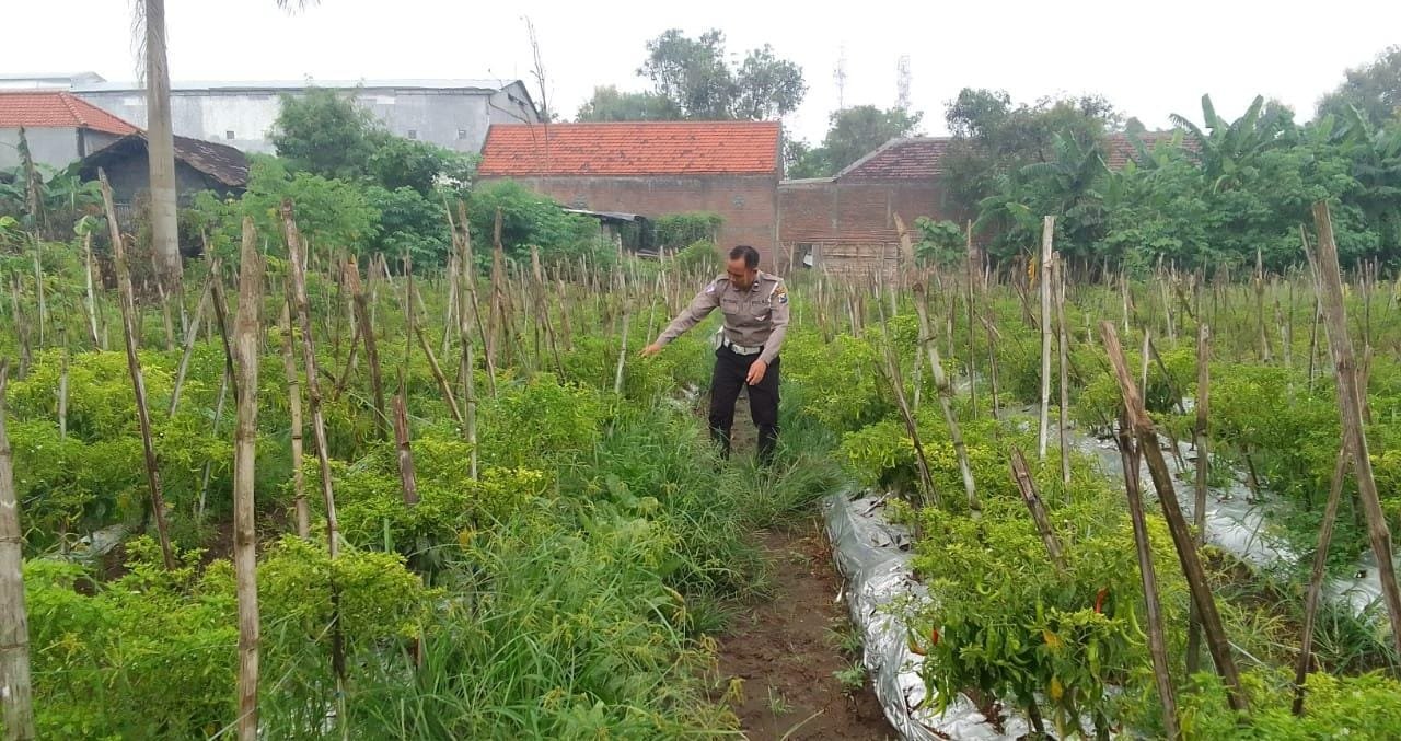 Polres Gresik Konsisten Dukung Ketahanan Pangan, Polsek Menganti Pantau Komoditas Cabai