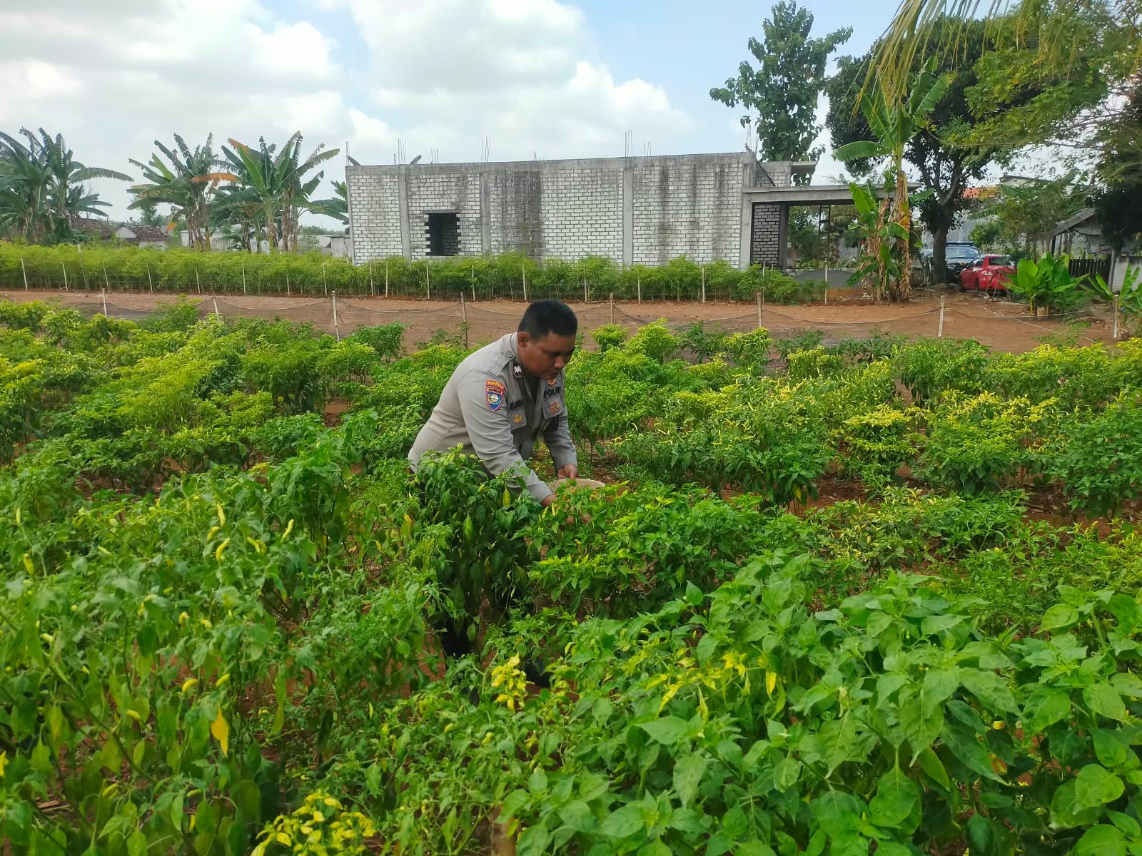 Polsek Dukun Aktif Dukung Ketahanan Pangan melalui Pemantauan Tanaman Cabai di Mentaras