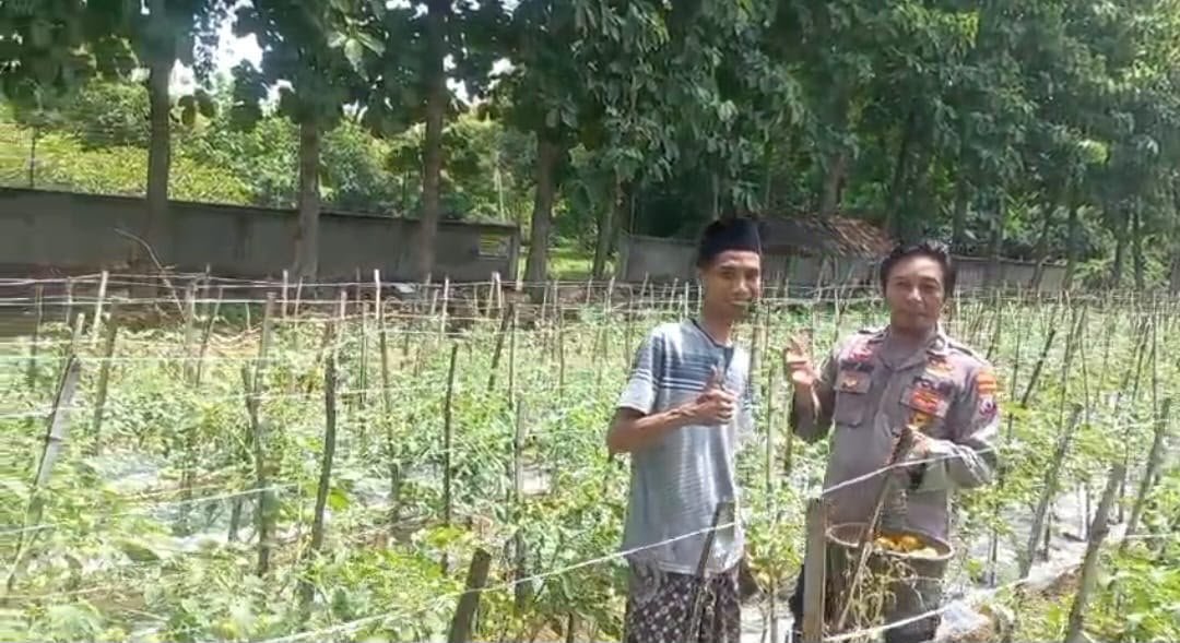 Beri Rasa Aman dan Motivasi, Langkah Nyata Polsek Ujungpangkah Dongkrak Hasil Tani Tomat