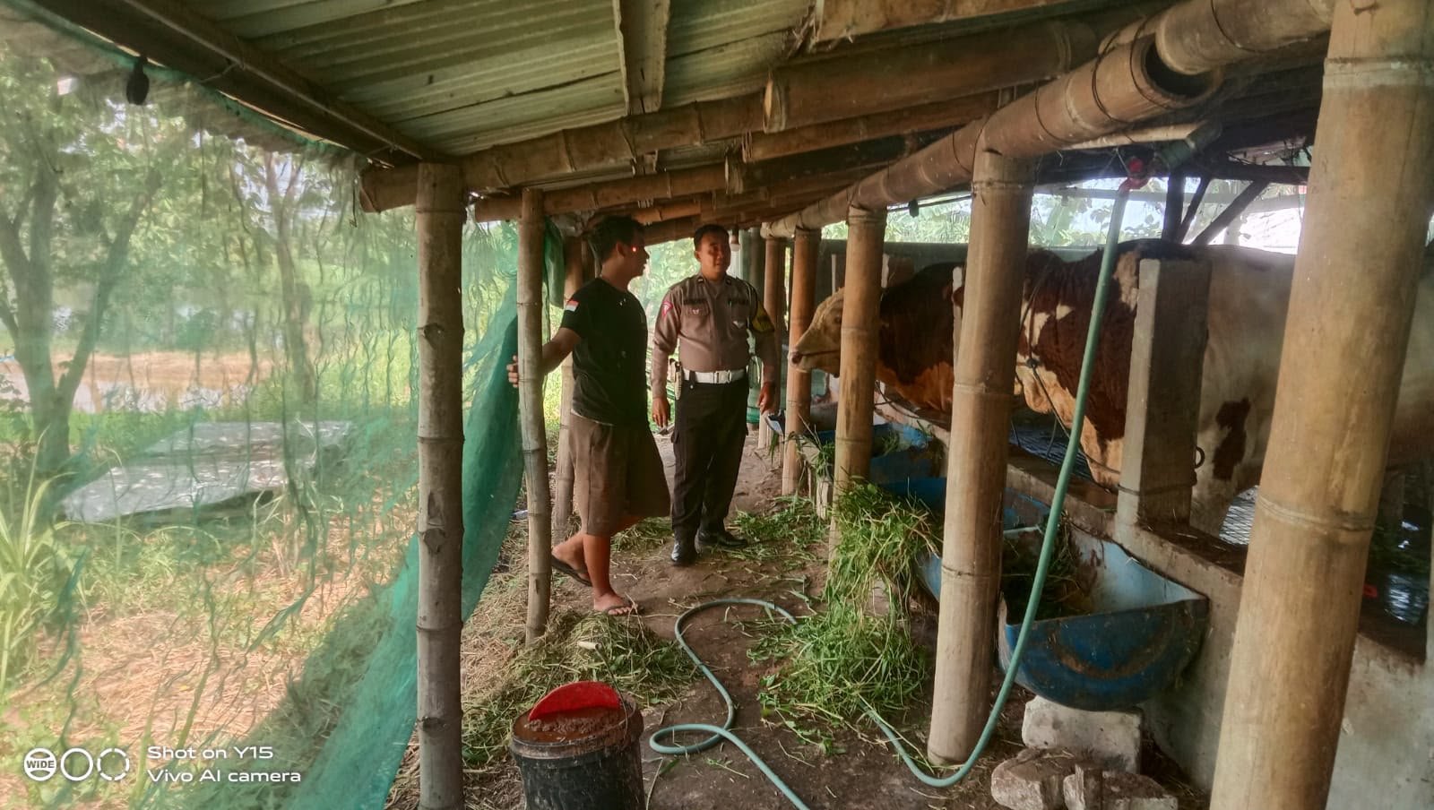 Wujudkan Ketahanan Pangan Mandiri, Polsek Driyorejo Pantau Potensi Peternakan Sapi di Periken