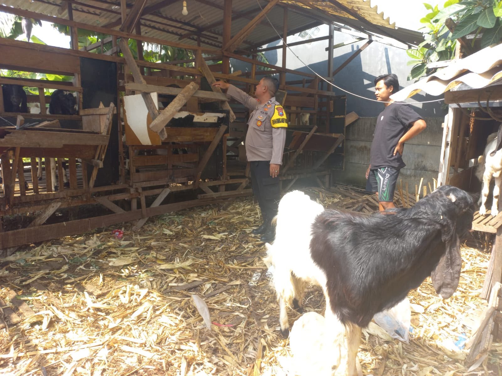 Peternakan Kambing Jadi Potensi Ketahanan Pangan, Polsek Cerme Turun Langsung ke Lapangan