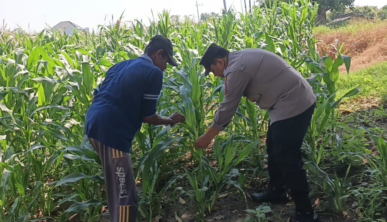 Polisi dan Petani Bersinergi, Polres Gresik Pantau Perkembangan Jagung di Wringinanom