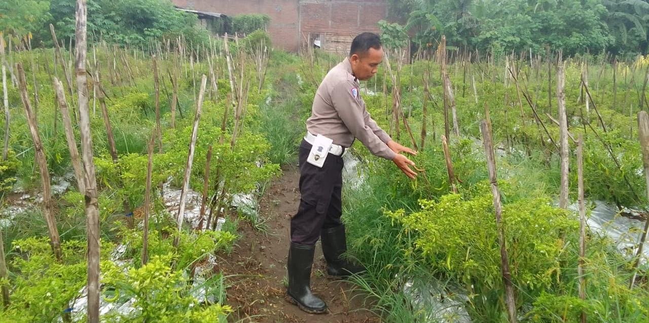Perkuat Sektor Pertanian, Polsek Menganti Dampingi Petani Cabai di Gresik