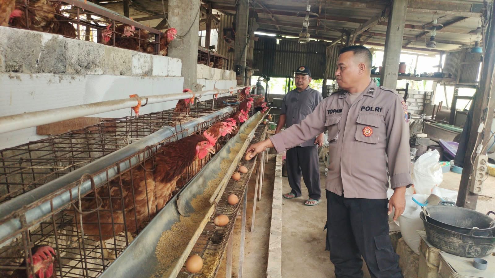Sinergi Polri dan Peternak, Polres Gresik Dorong Kemandirian Pangan di Kabupaten Gresik